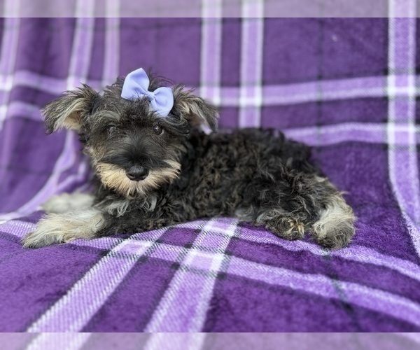 Medium Photo #4 Schnauzer (Miniature) Puppy For Sale in LAKELAND, FL, USA