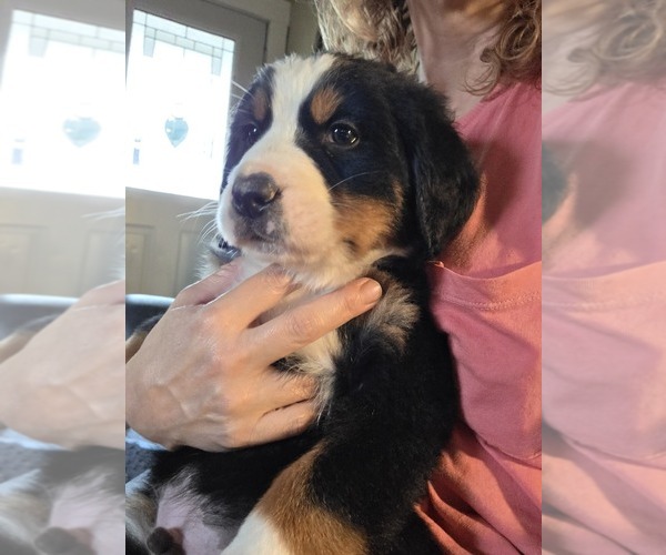 Medium Photo #12 Bernese Mountain Dog Puppy For Sale in HILLSBORO, OH, USA