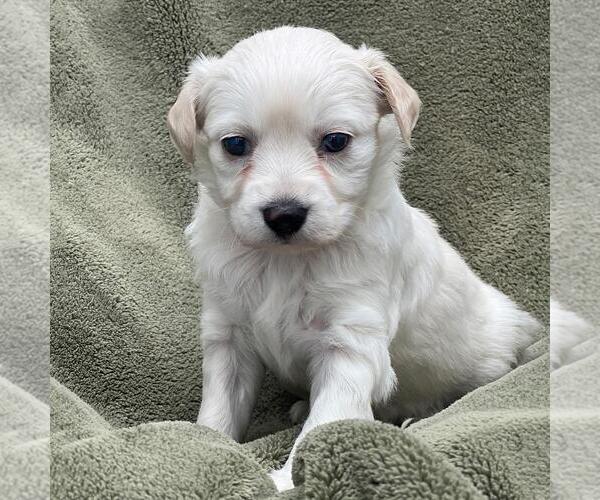 Medium Photo #1 Colonial Cocker Spaniel-Poodle (Miniature) Mix Puppy For Sale in San Diego, CA, USA