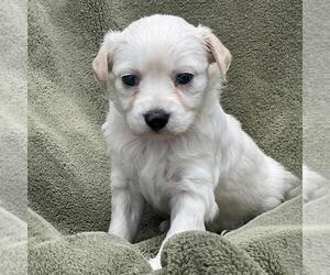 Colonial Cocker Spaniel-Poodle (Miniature) Mix Dogs for adoption in San Diego, CA, USA