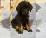 Small Poodle (Standard) Mix