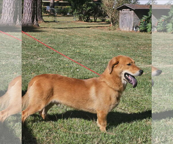 Medium Photo #11 Basset Retriever Puppy For Sale in Wakefield, RI, USA