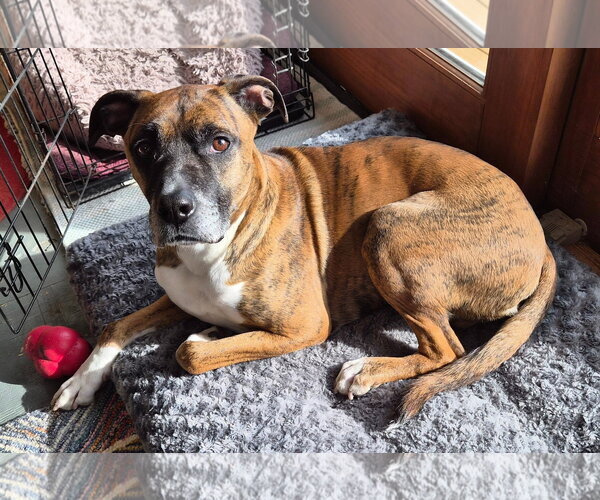 Medium Photo #2 Boxer Puppy For Sale in Burnsville, MN, USA
