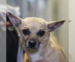 Chihuahua-Unknown Mix Dogs for adoption in San Antonio, TX, USA