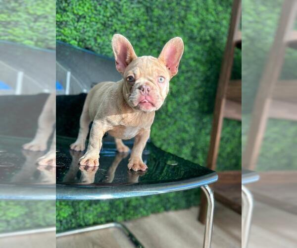 Medium Photo #13 French Bulldog Puppy For Sale in BELLAIRE, TX, USA