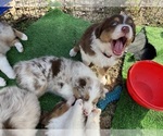 Small Photo #7 Australian Shepherd Puppy For Sale in BOLIVAR, TN, USA