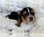 Small #1 Yorkshire Terrier