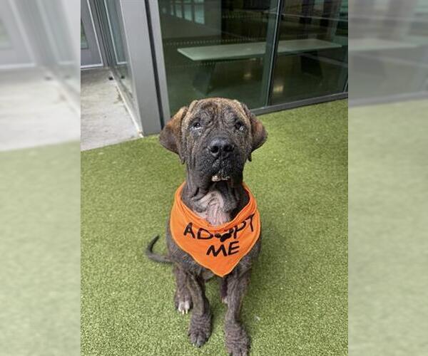 Medium Photo #1 Neapolitan Mastiff Puppy For Sale in San Martin, CA, USA