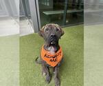 Small Neapolitan Mastiff