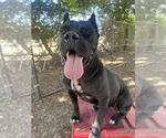 Small #1 Mutt