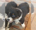 Small Photo #3 Australian Shepherd Puppy For Sale in GUTHRIE, OK, USA
