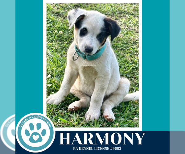 Medium Photo #2 Mutt Puppy For Sale in Kimberton, PA, USA