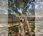 Small Photo #5 Labradoodle Puppy For Sale in THE WOODLANDS, TX, USA