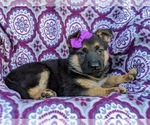 Small Photo #3 German Shepherd Dog Puppy For Sale in ELKTON, MD, USA