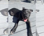 Small #16 Labrador Retriever