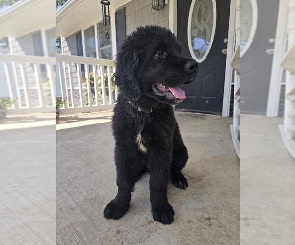 Medium Photo #9 Newfoundland Puppy For Sale in TILTON, IL, USA