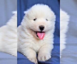 Samoyed Puppy for sale in SUGAR CITY, ID, USA