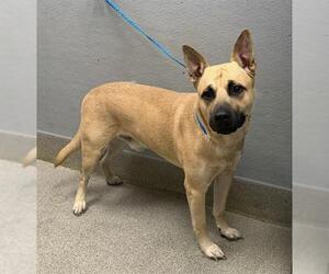 German Shepherd Dog-Unknown Mix Dogs for adoption in Las Vegas, NV, USA
