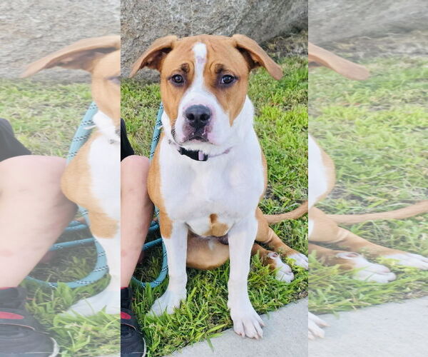 Medium Photo #2 Treeing Walker Coonhound-Unknown Mix Puppy For Sale in Princeton, MN, USA