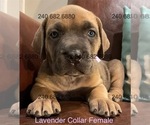 Puppy Lavender Collar Cane Corso