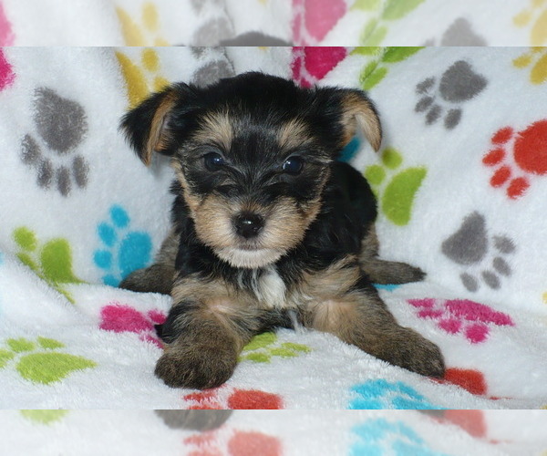 Medium Photo #1 Yorkshire Terrier Puppy For Sale in ORO VALLEY, AZ, USA