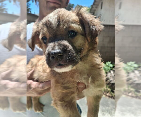 Medium Photo #1 Cocker Spaniel-Unknown Mix Puppy For Sale in Dana Point, CA, USA
