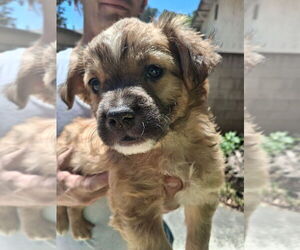 Cocker Spaniel-Unknown Mix Dogs for adoption in Dana Point, CA, USA