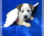 Small Photo #3 Australian Cattle Dog Puppy For Sale in GROVESPRING, MO, USA