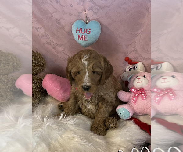 Medium Photo #4 Goldendoodle Puppy For Sale in HARRISONVILLE, MO, USA