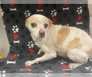 Chihuahua Dogs for adoption in HESPERIA, CA, USA