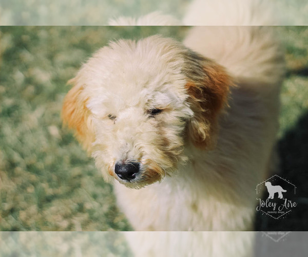 Medium Photo #11 Goldendoodle Puppy For Sale in CARLOCK, IL, USA
