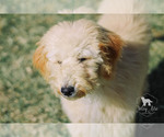 Small Photo #11 Goldendoodle Puppy For Sale in CARLOCK, IL, USA