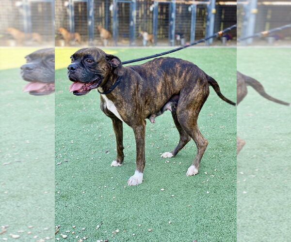 Medium Photo #2 Boxer Puppy For Sale in Austin, TX, USA