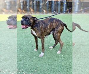 Parton - Female Boxer Dog for Adoption - Photo #2