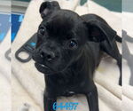 Small Pug Mix