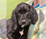 Small #12 Mutt