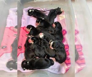 Bernese Mountain Dog Puppy for sale in BAYARD, NE, USA