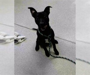 Labrador Retriever-Rat Terrier Mix Dogs for adoption in Tallahassee, FL, USA