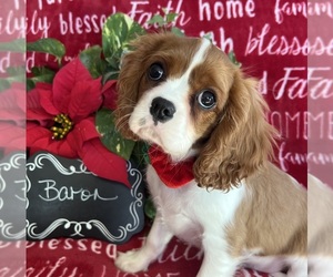 Cavalier King Charles Spaniel Puppy for sale in ABILENE, TX, USA