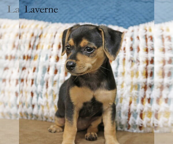 Medium Photo #3 Chiweenie Puppy For Sale in Wakefield, RI, USA