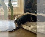 Small Photo #7 Labrador Retriever-Unknown Mix Puppy For Sale in Croydon, NH, USA
