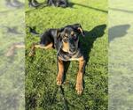 Small #1 Great Pyrenees-Rottweiler Mix