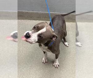 Medium Staffordshire Bull Terrier Mix