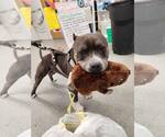 Small #29 American Pit Bull Terrier Mix