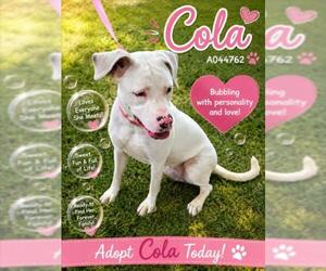 COLA - Female Mutt Dog for Adoption - Photo #2