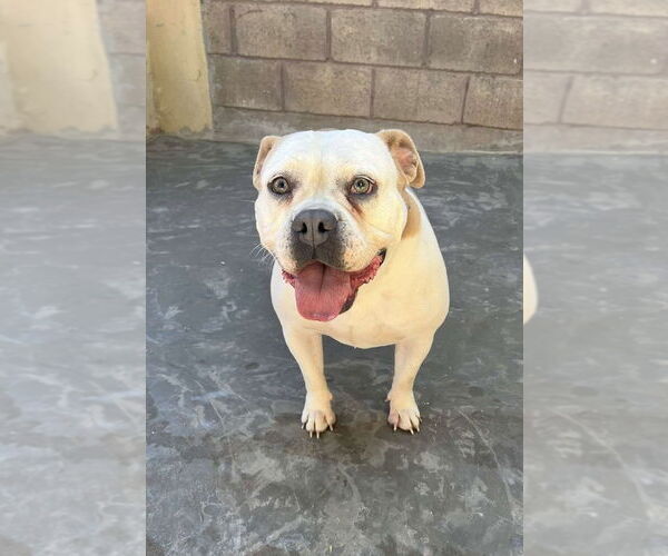 Medium Photo #4 Bulldog-Unknown Mix Puppy For Sale in San Diego, CA, USA