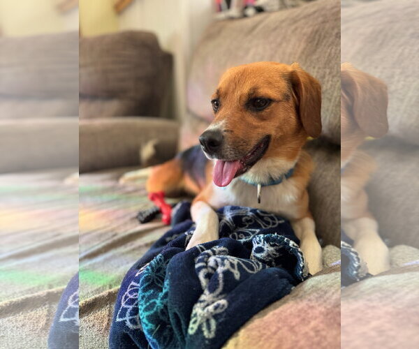 Medium Photo #2 Beagle-Unknown Mix Puppy For Sale in Wakefield, RI, USA