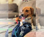 Small #1 Beagle Mix