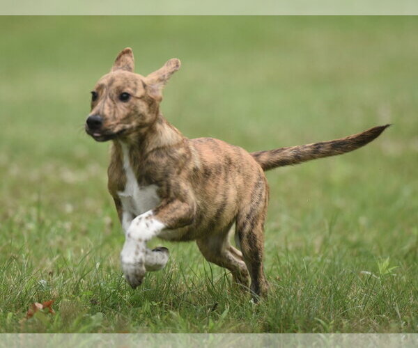 Medium Photo #5 Plott Hound-Unknown Mix Puppy For Sale in Mechanicsburg, PA, USA