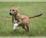 Small #4 Plott Hound Mix